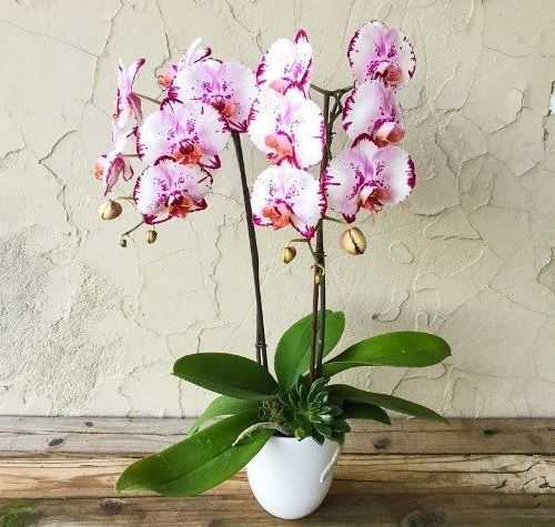 Данный род орхидей сравнительно просто выращивать в домашних условиях Для этого достаточно всего лишь соблюдать все правила по уходу