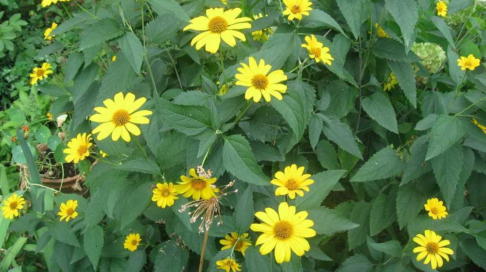 Гелиопсисы — это крупные солнечно-желтые цветы с яркими листьями Какие их сорта существуют и как правильно ухаживать за насаждениями Тонкости выращивания