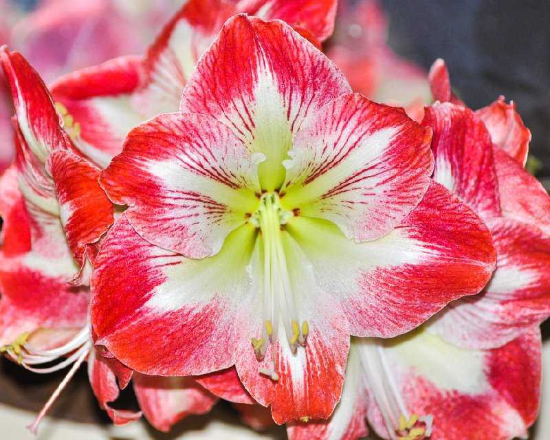 Амариллис — уход в домашних условиях, выращивание и почему не цветет?