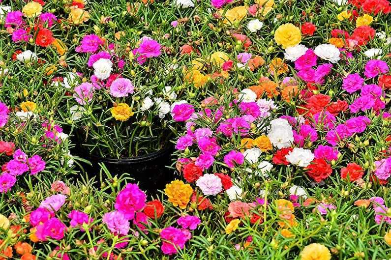 Нежные цветы портулака могут украсить любой сад своими яркими красками Как правильно посадить и вырастить это замечательное растение Как защитить от вредных