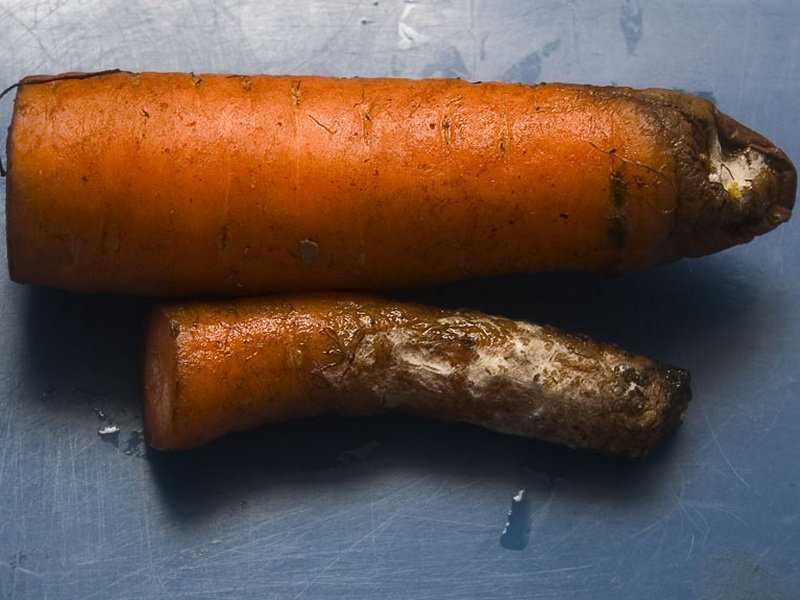 Уход за морковью после посадки в открытом грунте: в чем заключается, каковы его принципы, как правильно заботиться о посевах и каких ошибок надо остерегаться? русский фермер