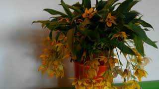 Орхидея: пересадка, размножение, полив и уход в домашних условиях