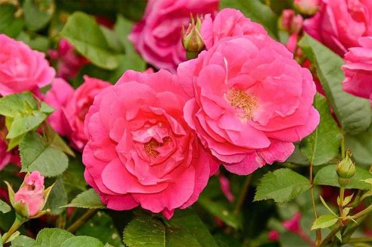 Роза мартин фробишер (канадская парковая) отзывы, описание, фото, посадка и уход