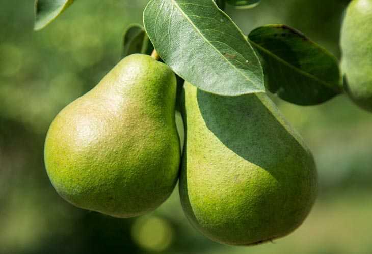 Болезни и вредители плодовых деревьев: описание и меры защиты