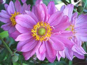 Анемоны: фото цветов, посадка, уход в открытом грунте, размножение растений