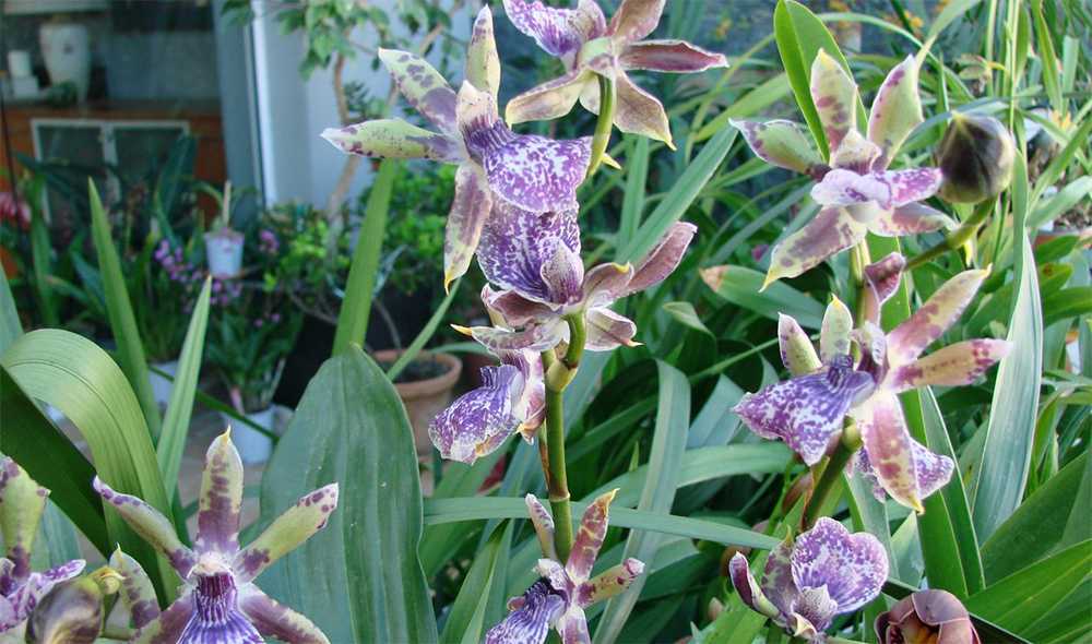 Орхидея зигопеталум: уход в домашних условиях, пересадка, болезни
