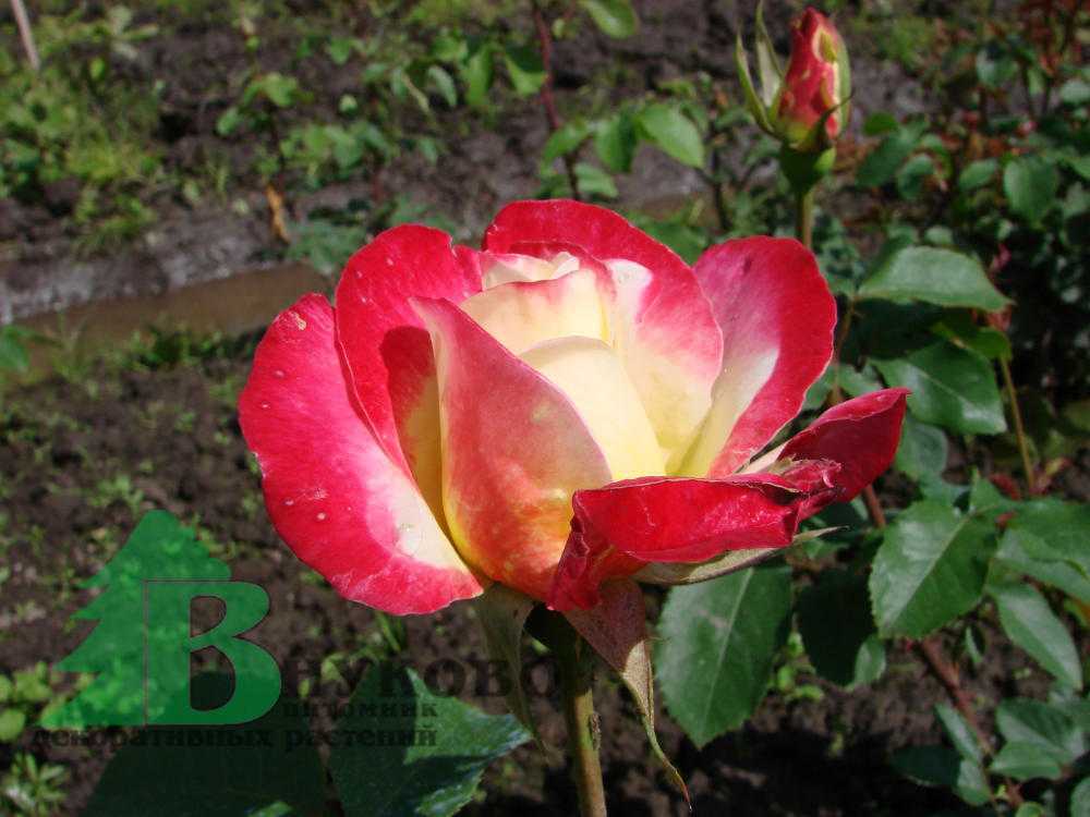 Роза куин элизабет: фото, отзывы, описание и особенности ухода за цветами