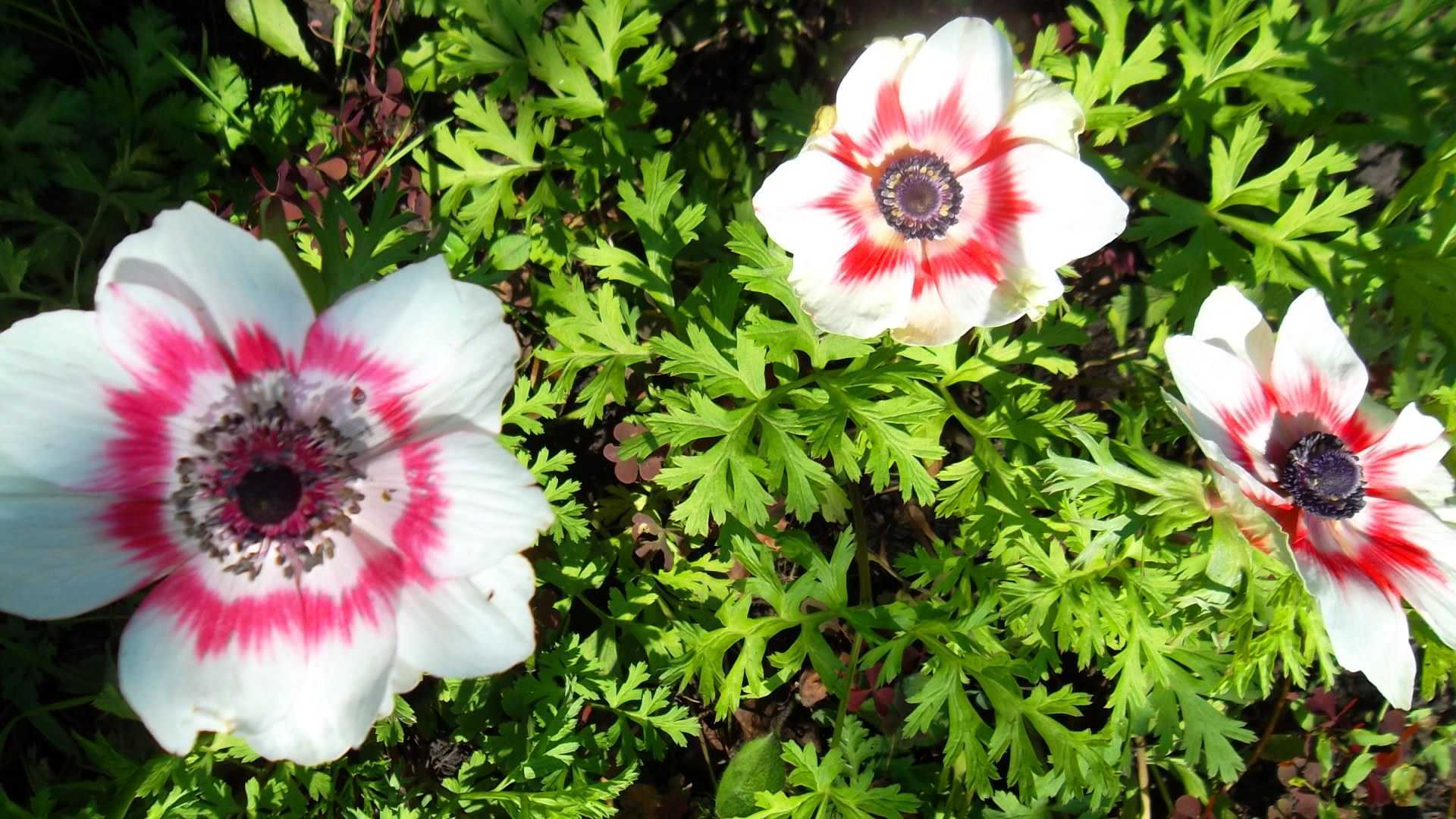 Цветы анемоны посадка и уход в открытом грунте