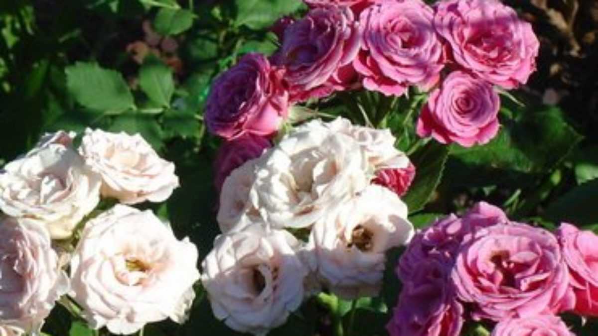 О сортах роз: описание и характеристики, особенности ухода и выращивания