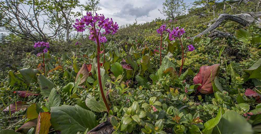 Выращивание цветков бадана в саду — правильное размножение и пересадка растения