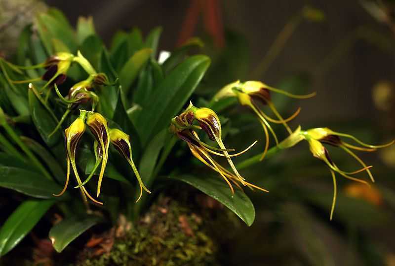 Орхидеи мини: уход в домашних условиях, особенности того, как поливать и пересаживать в закрытую систему с фото