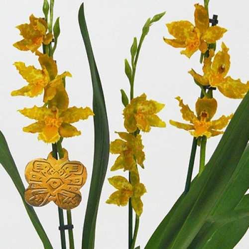 Мильтония - орхидея «анютины глазки» и одонтоглоссум - камбрия: особенности и уход