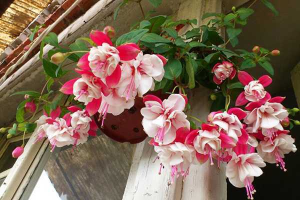 Цветы на балконе и лоджии. что посадить, как ухаживать
