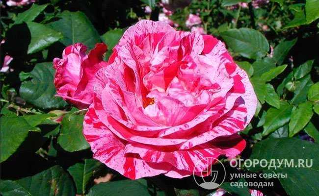 Парковая роза – что это такое, как выглядит, отличие от чайно-гибридной и плетистой, сорта