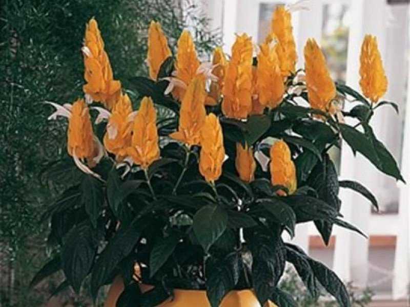 Белопероне — цветение круглый год