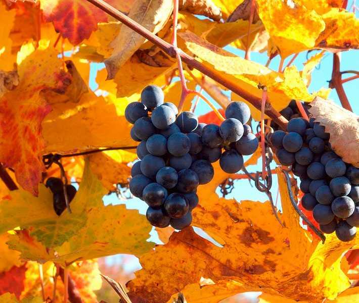 Обрезка винограда осенью: инструкции со схемами и картинками для начинающих