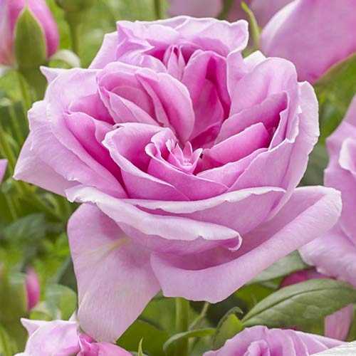 Розу блэк баккара — описание и особенности выращивания