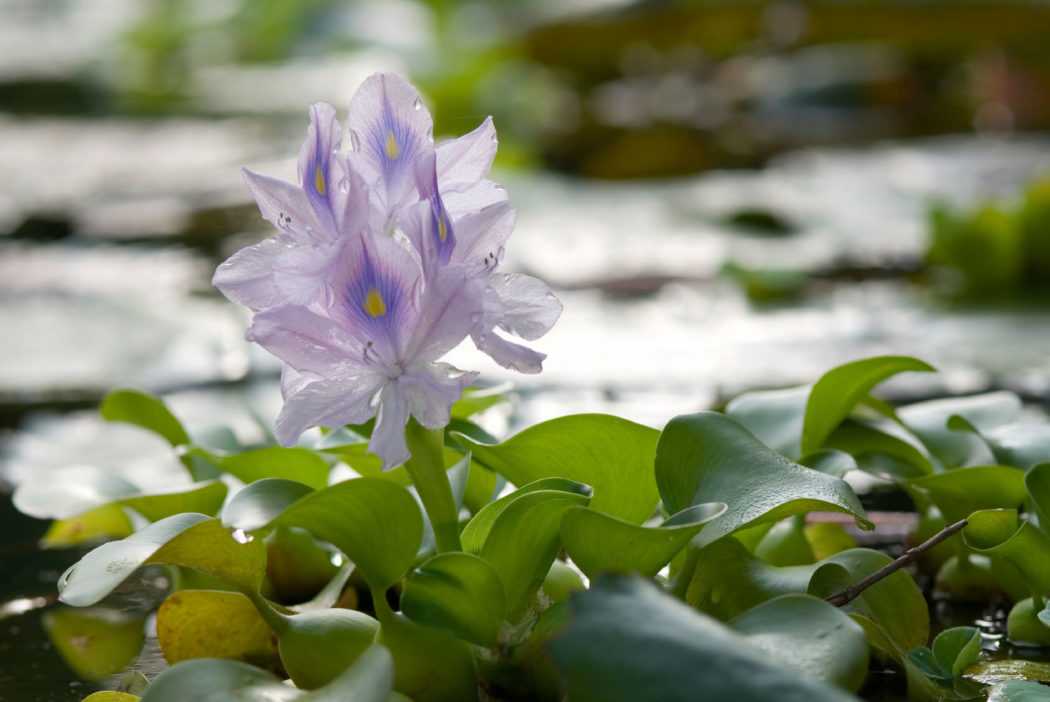 Эйхорния (водный гиацинт): виды и особенности выращивания