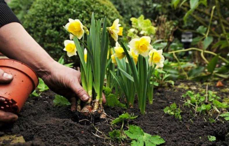 Можно ли весной сажать тюльпаны и нарциссы. правила для луковичных. как и когда высаживать тюльпаны и нарциссы
