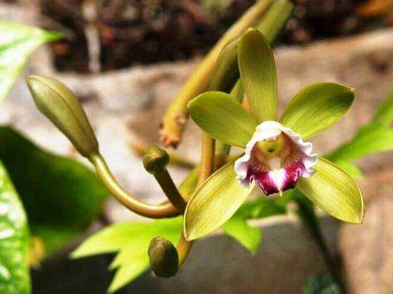 Уход за орхидеями: раскрываем секреты