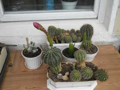 Все об уходе и размножении кактусов в домашних условиях