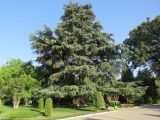 Вечнозеленое хвойное дерево кедр (Cedrus) относится к семейству Сосновые Оно обладает эффектной раскидистой кроной, а также древесиной высокой прочности Кедр довольно широко используется для озеленения парков