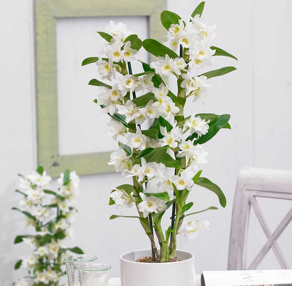 Орхидея мильтония: уход в домашних условиях, возможные проблемы. фото и видео