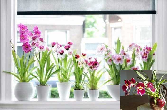 Орхидея мильтония: описание растения и его популярных сортов, фото, инструкция по уходу в домашних условиях русский фермер