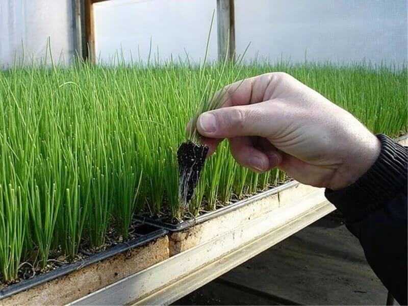 Выращивание лука-порея рассадой из семян: сроки посадки на рассаду, в грунт и правила выращивания