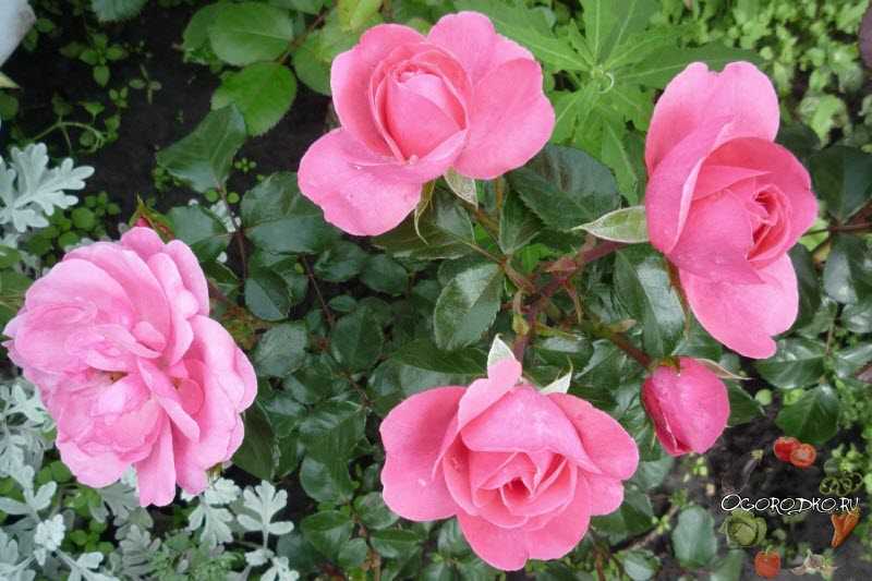 Роза самба: как вырастить яркую красавицу на своём участке
