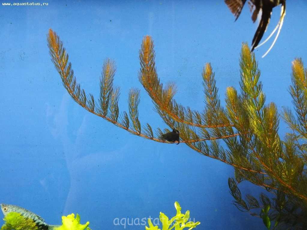 Неприхотливое аквариумное растение элодея (водная чума): виды, как выглядит, как сажать и ухаживать, размножение