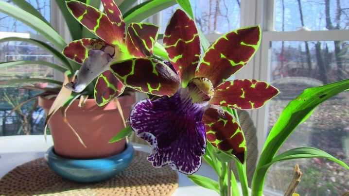 Орхидея зигопеталум: описание и уход в домашних условиях с фото