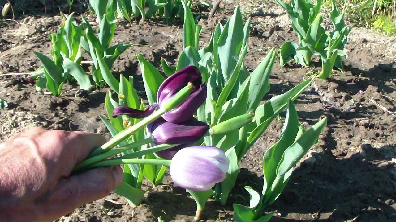 Удобрения для тюльпанов - при посадке в разные сезоны