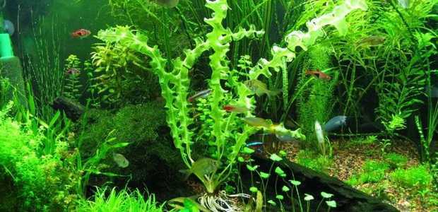 Апоногетон аквариумное растение: виды, содержание