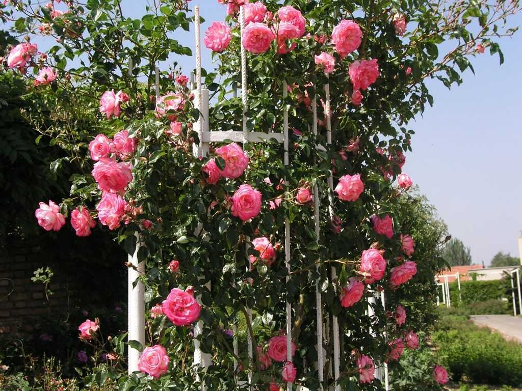 Как правильно подвязать плетистую розу к опоре?