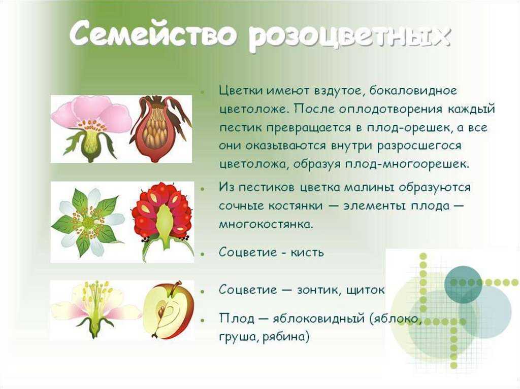Лекарственное растение кровохлёбка: фото, описание травы, полезные свойства, противопоказания, лечебное применение сырья в народной медицине