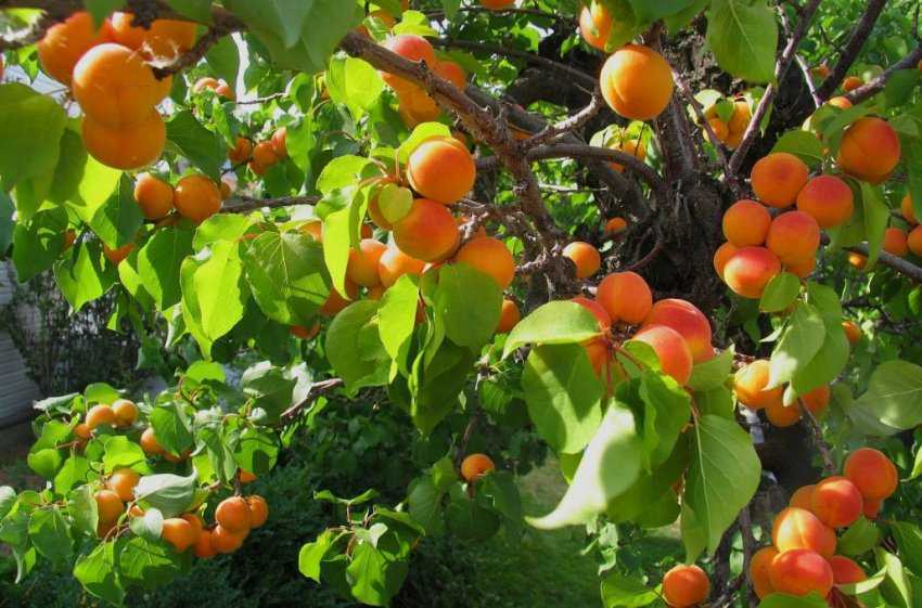 Уход за абрикосом, как вырастить весной, на какой год будет плодоносить, как спасти от заморозков, инструкции по выращиванию и прочее