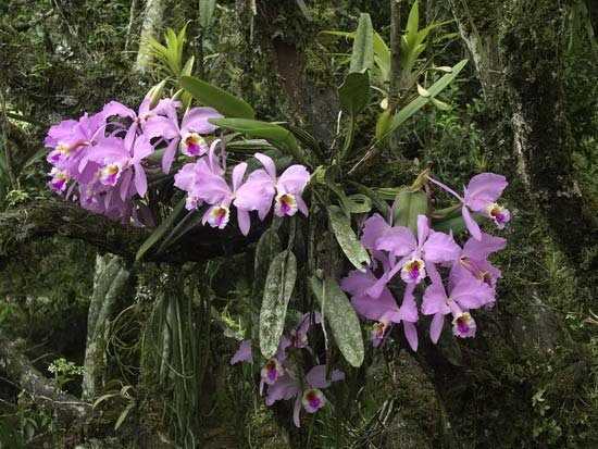 Орхидея каттлея: уход в домашних условиях за тропическим видом растения с роскошными цветками и псевдобульбами