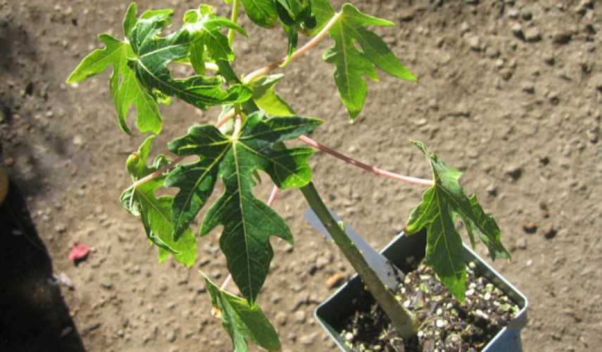 Папайя (дынное дерево): выращивание в домашних условиях из семян