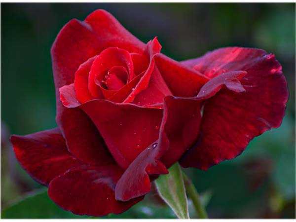 Роза блэк баккара: описание, фото, отзывы и выращивание сорта