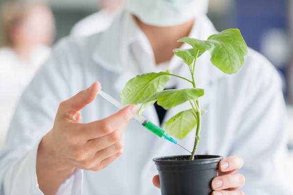 Как ускорить созревание урожая: секреты применения регуляторов роста