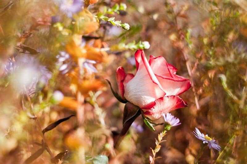 Розы: особенности осеннего ухода за ними, все что нужно знать о нем (фото & видео) +отзывы