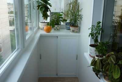 Как посадить кактус в домашних условиях: советы для начинающих цветоводов