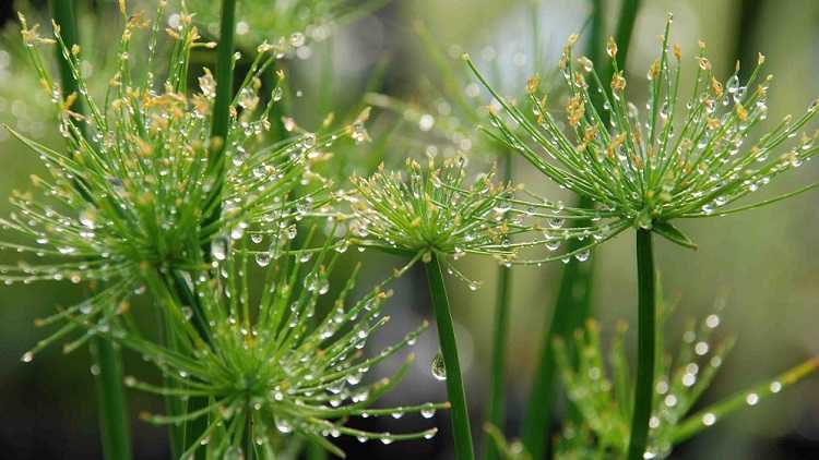 Комнатный цветок плектрантус (plectranthus): сорта и виды (с фото)
