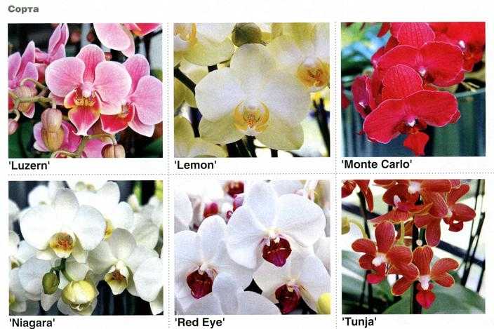 Цветы, похожие на орхидею: как они называются, какие существуют комнатные и маленькие виды, какие похожи на животных