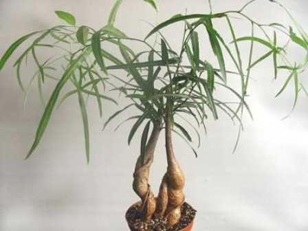 Растение брахихитон: фото, уход в домашних условиях
