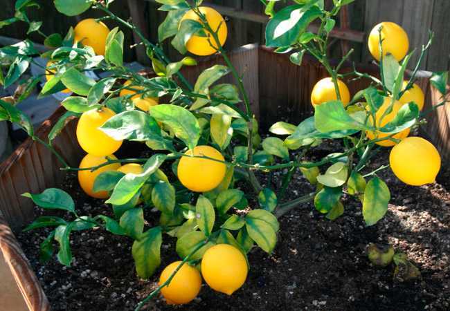 Как вырастить лимон в домашних условиях из косточки, в том числе с плодами, инструкция по выращиванию дома