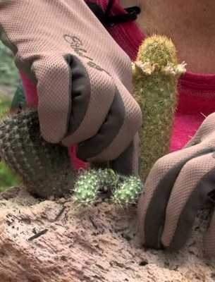 Посадка и пересадка кактусов из горшка в горшок: фото, видео посадки и пересадки кактусов