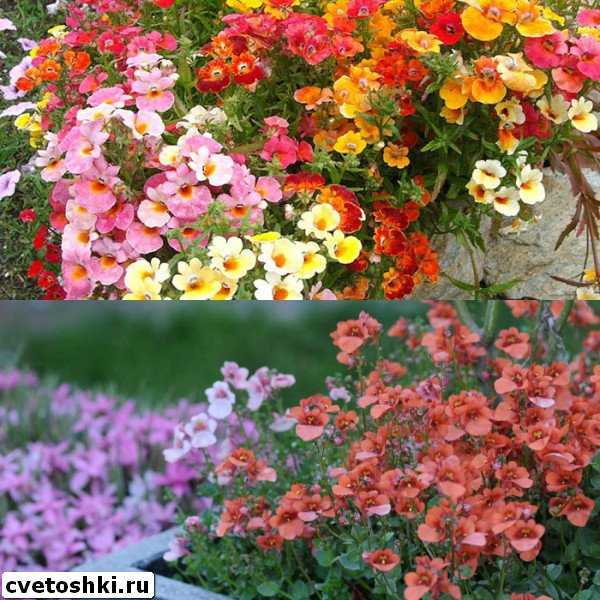 Цветок "немезия": описание, фото, выращивание из семян, посадка и уход