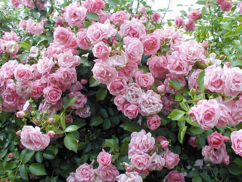Роза супер дороти — описание и характеристики плетистого сорта
